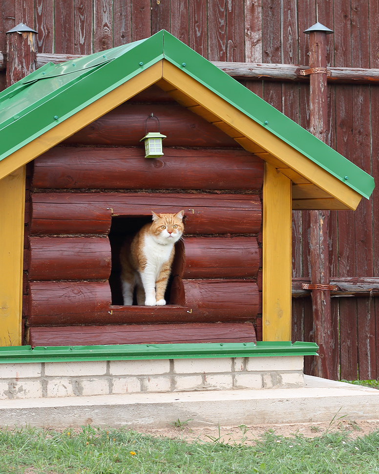 Вольер для кошек на даче или в квартире своими руками