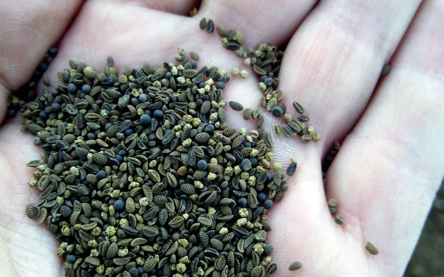 Семена фацелии