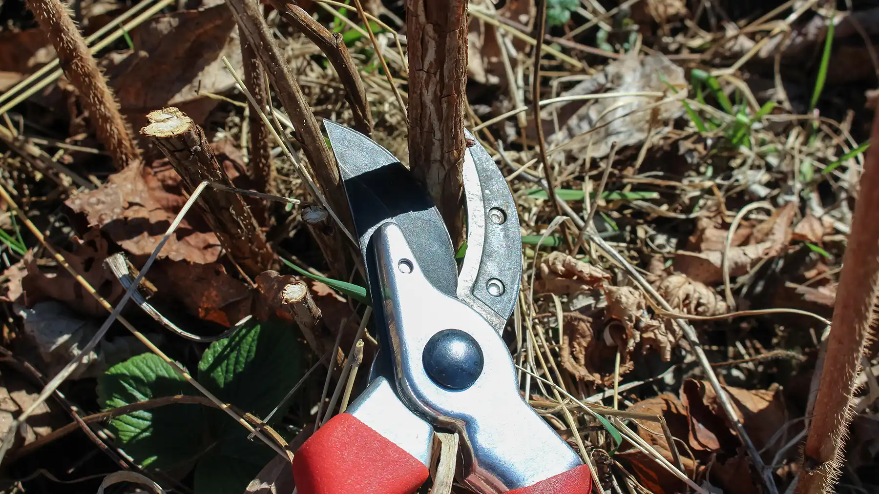 Обрезка малины под корень