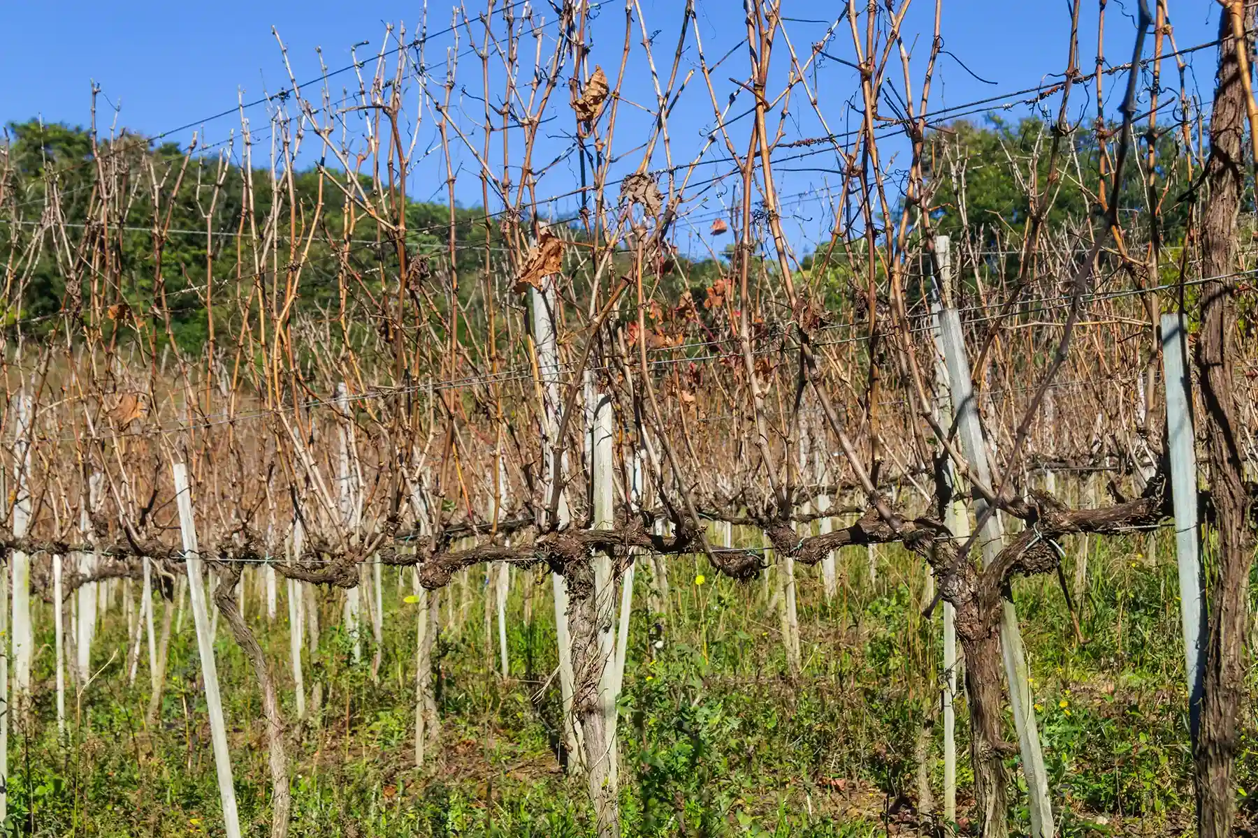 Виноград, сформированный штамбовым способом