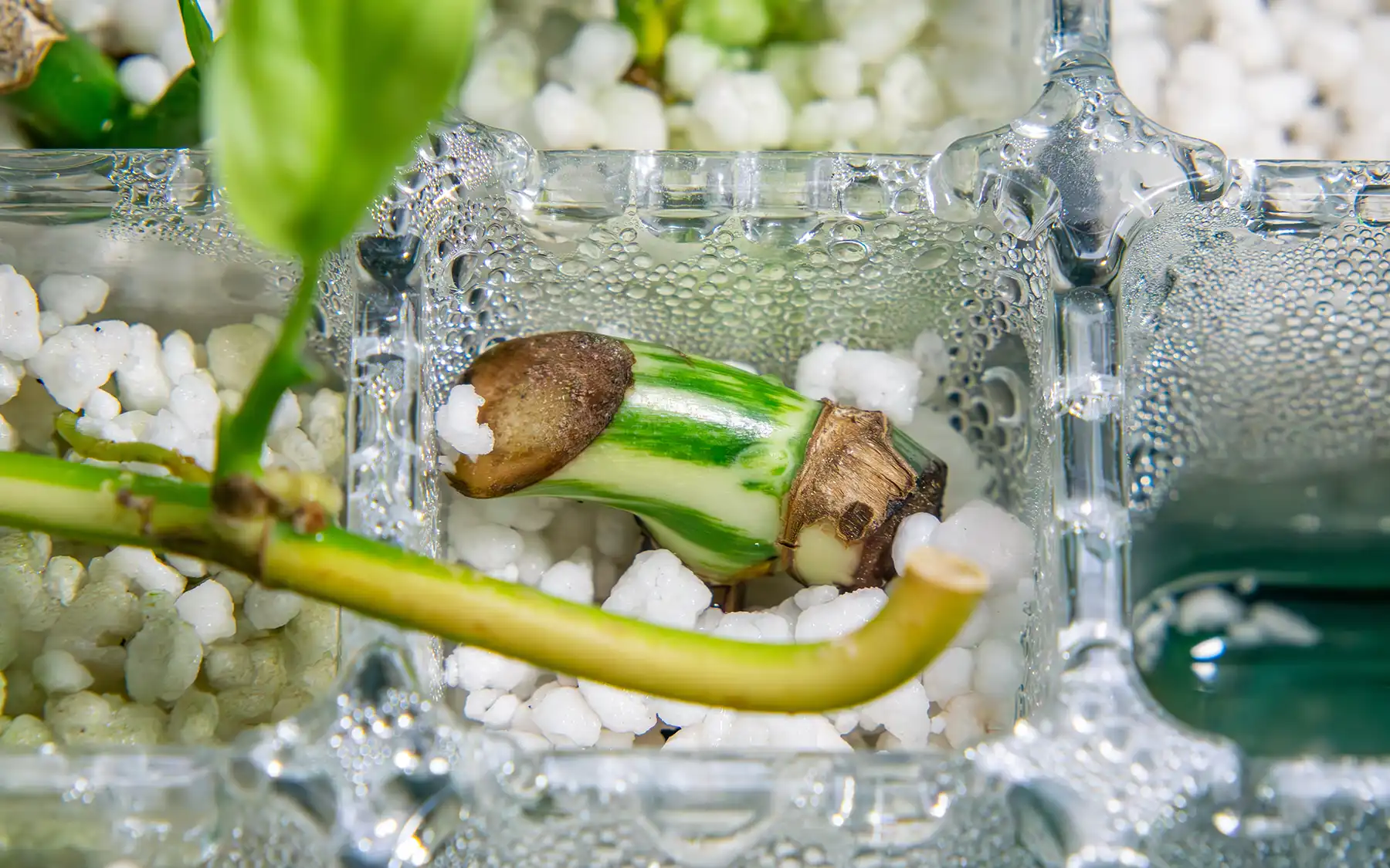 Укоренение цветочного черенка в перлите