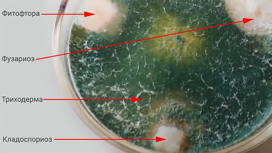 Триходерма вериде (зеленого цвета) вытесняет вредные грибки в чаше Петри