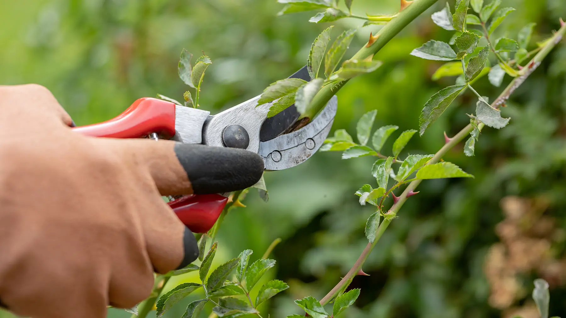 Невызревшая (зеленая) ветка