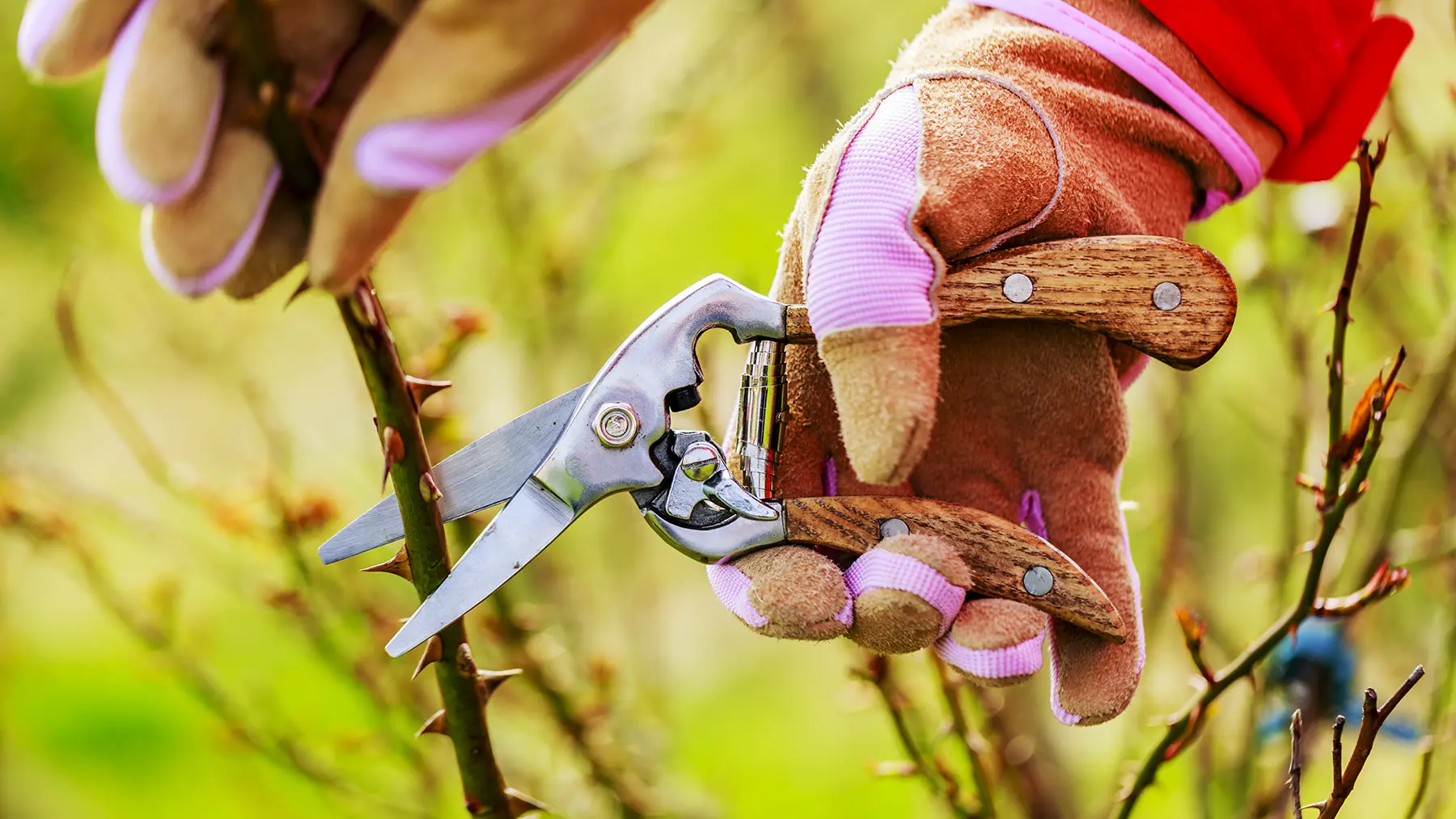 Одревесневший (вызревший) побег