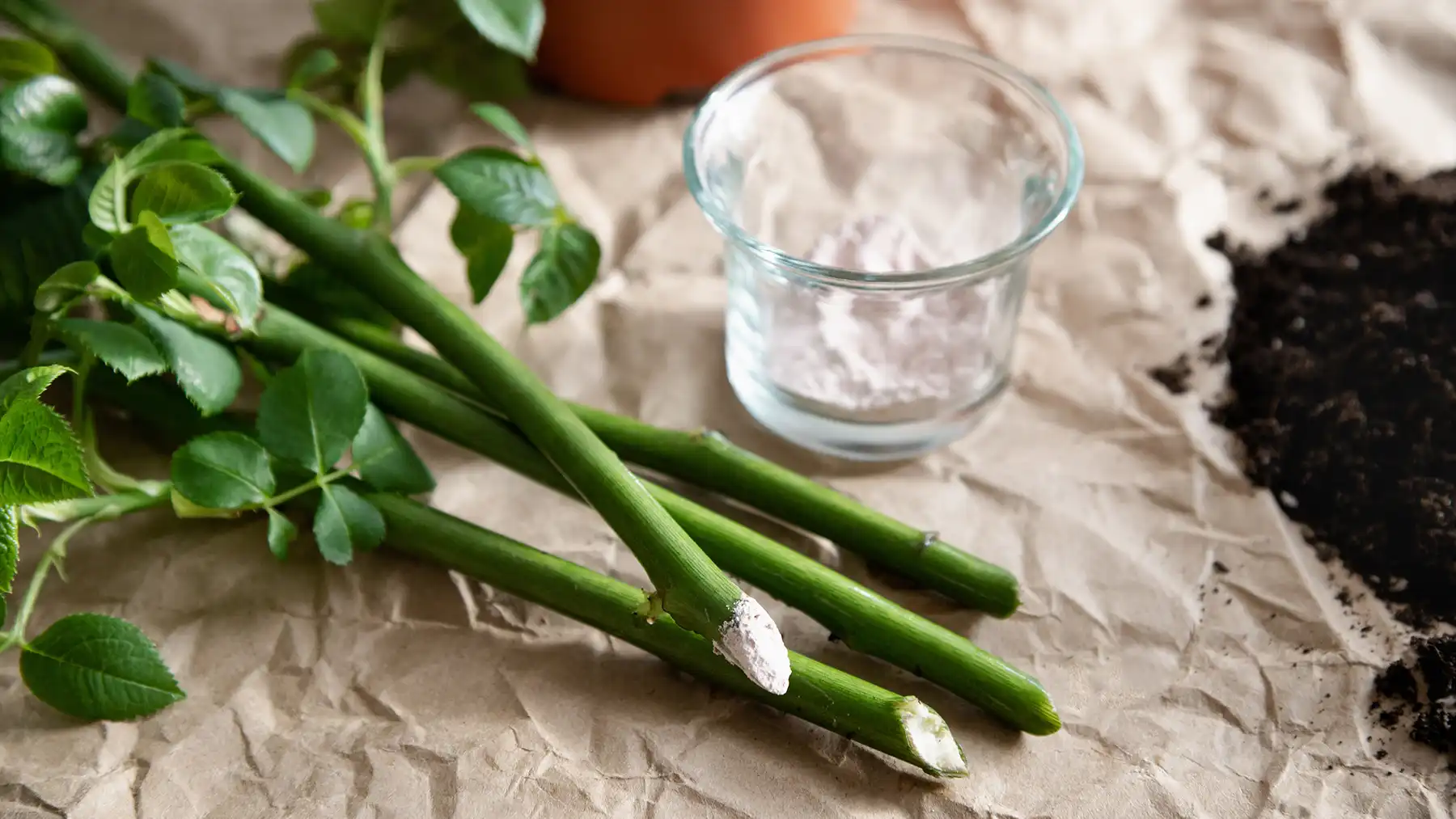 Нижний срез черенка можно просто опустить в стимулятор перед посадкой в грунт