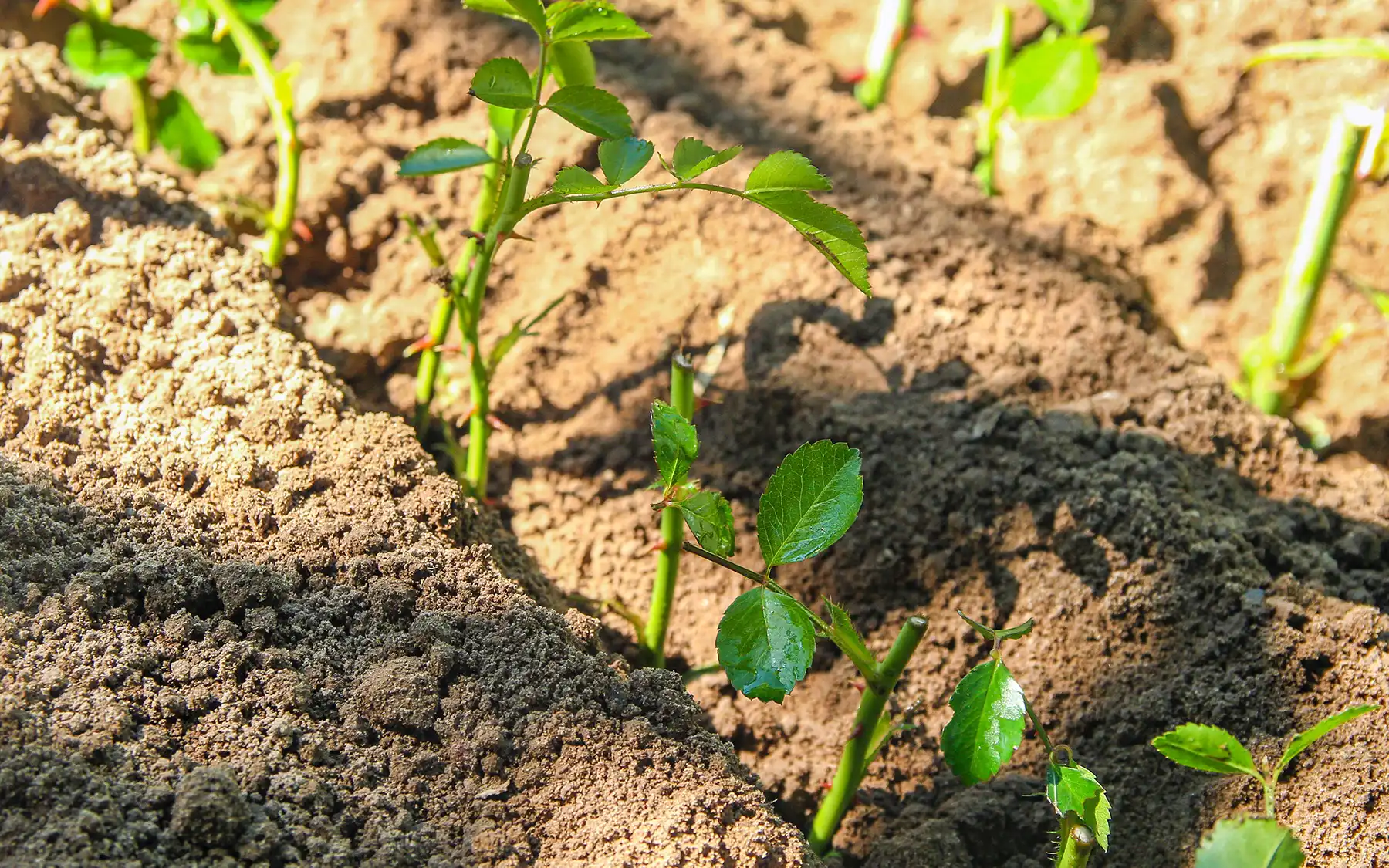 Черенкование роз в открытом грунте