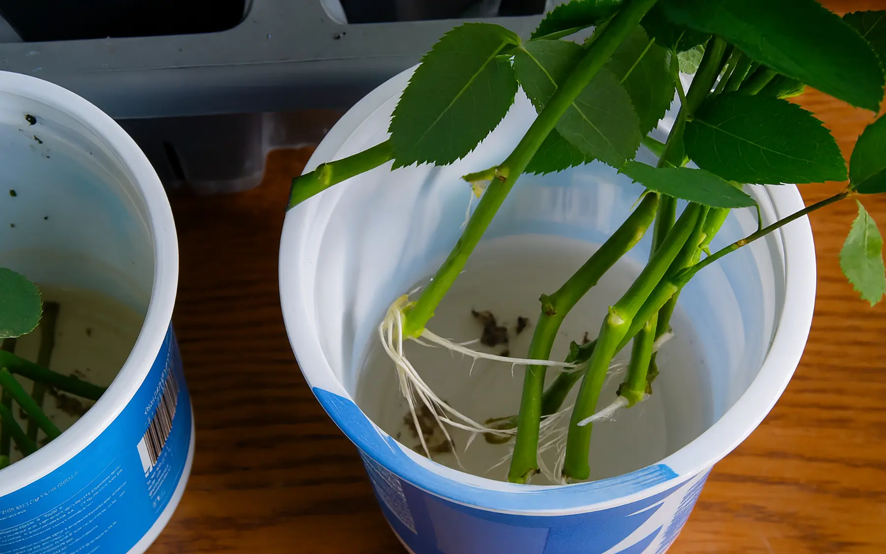 Черенкование розы в воде