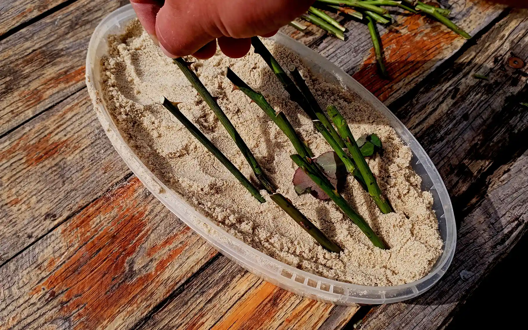 Черенкование розы в песке