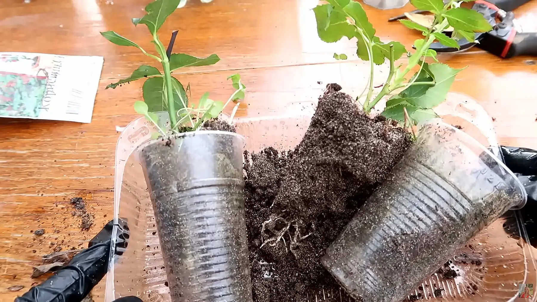 Удачно укорененный черенок розы в грунте