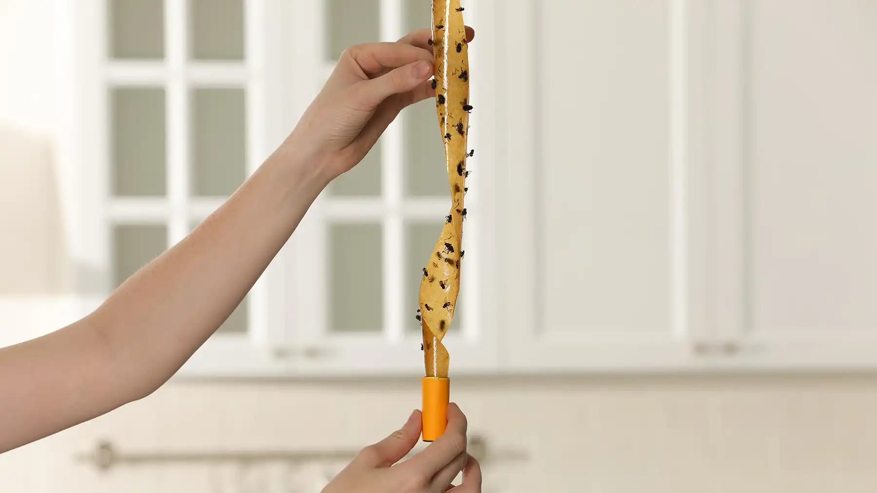 Клеевая ловушка от мух