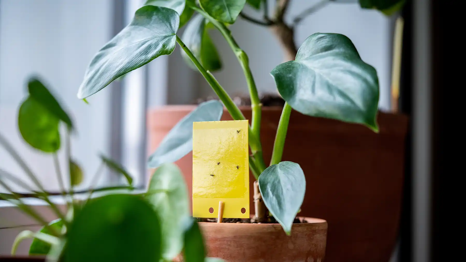 Двусторонний скотч от мух