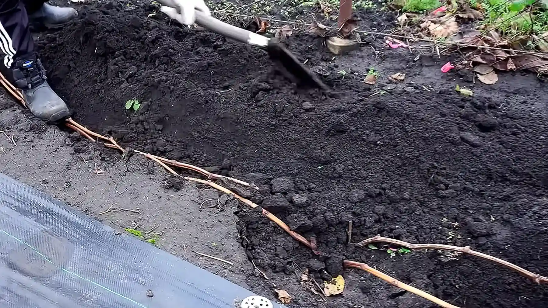 Укрытие винограда на зиму землей