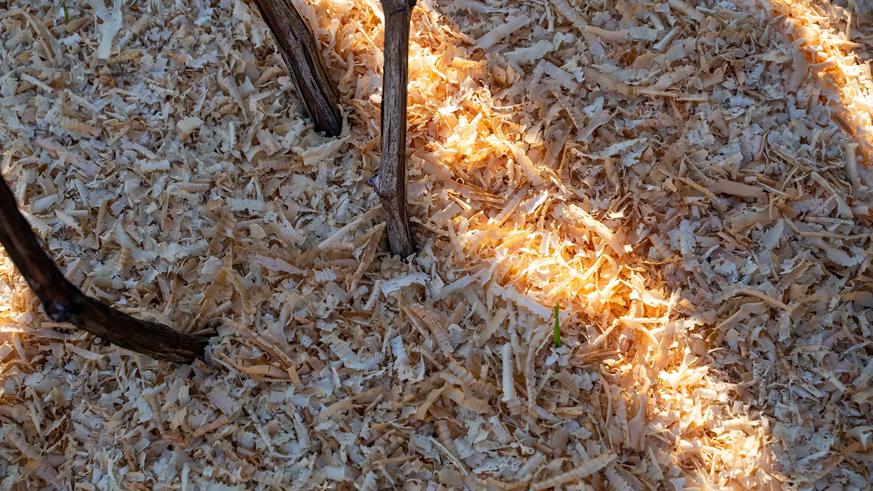 Укрытие винограда на зиму опилками