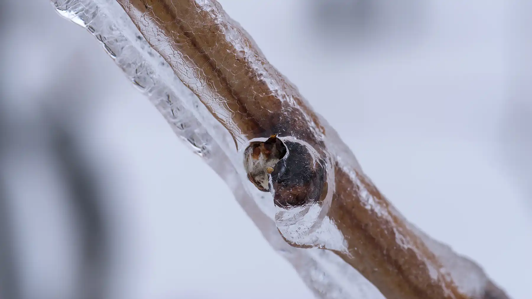 Наледь может быть опасна для винограда больше, чем сильные морозы