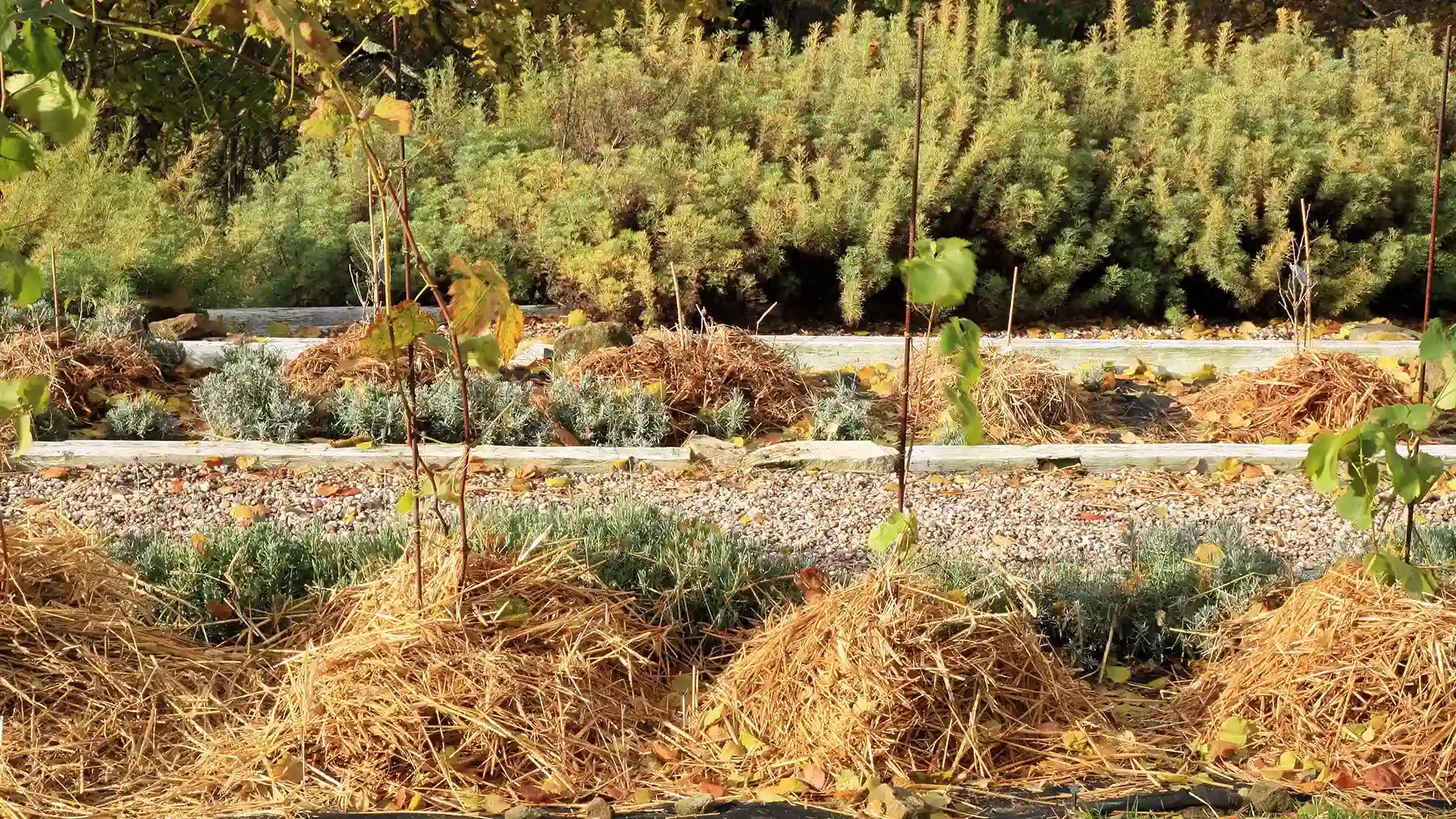 Утепление корней винограда соломой