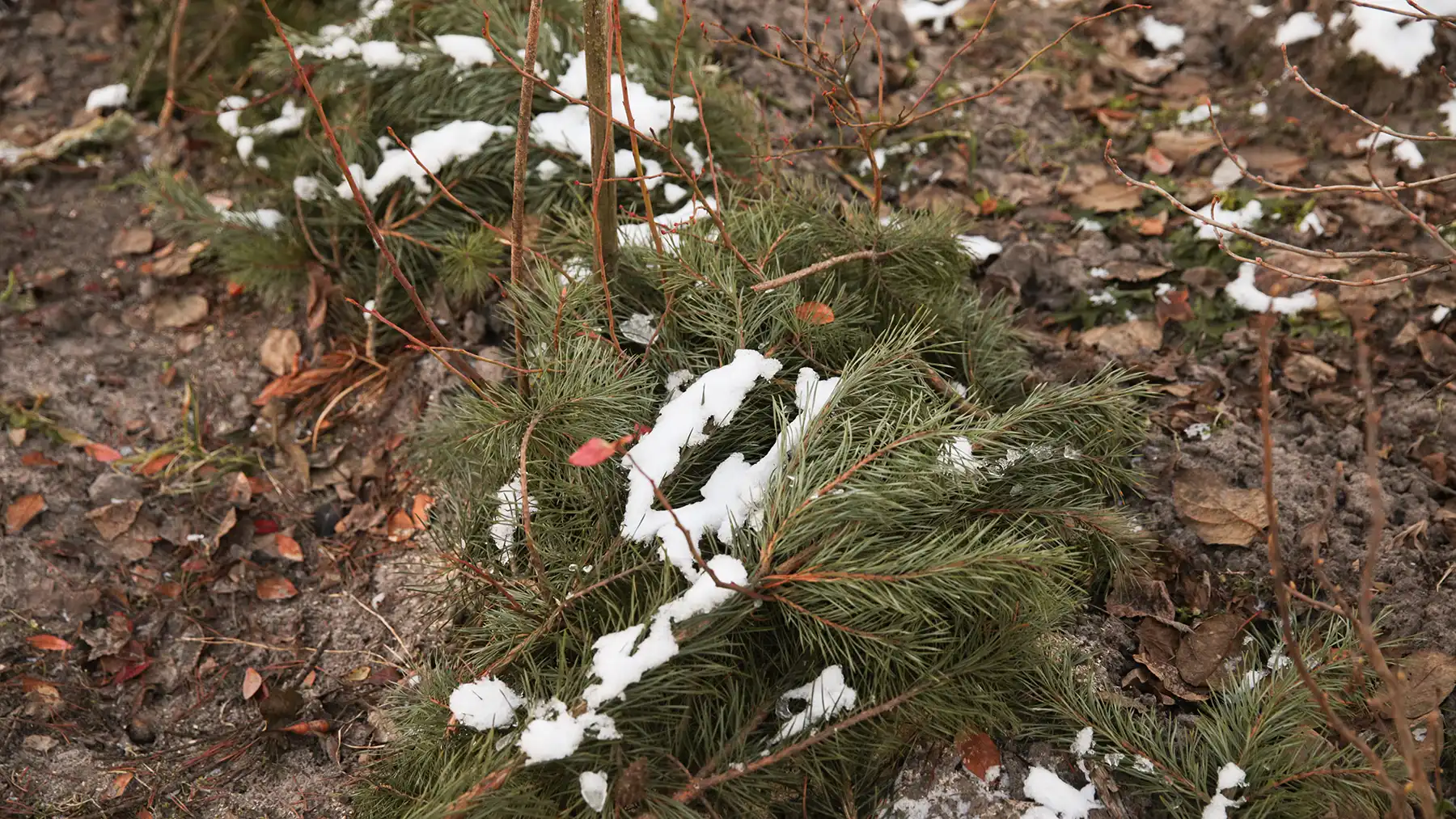 Укрытие винограда на зиму лапником