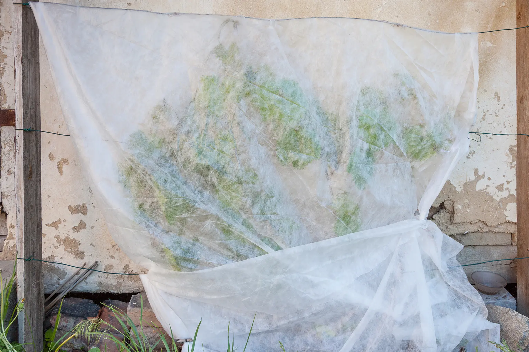 Укрытие винограда на зиму спанбондом