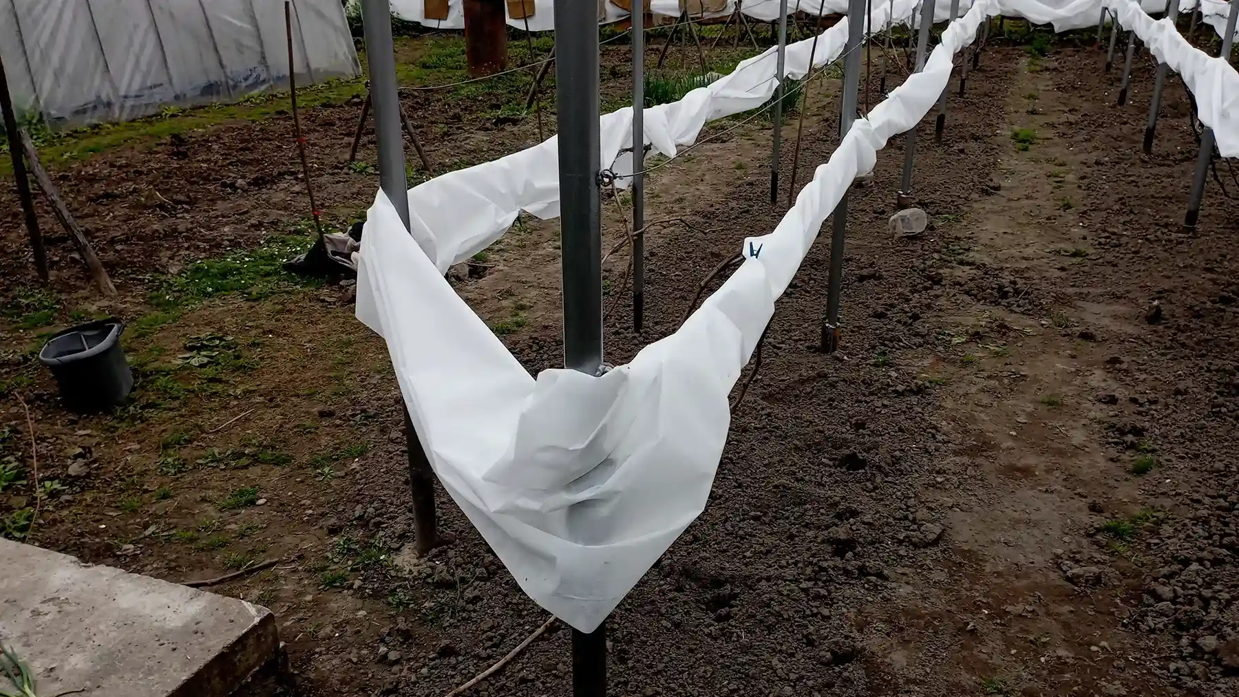 Укрытие винограда на зиму геотекстилем