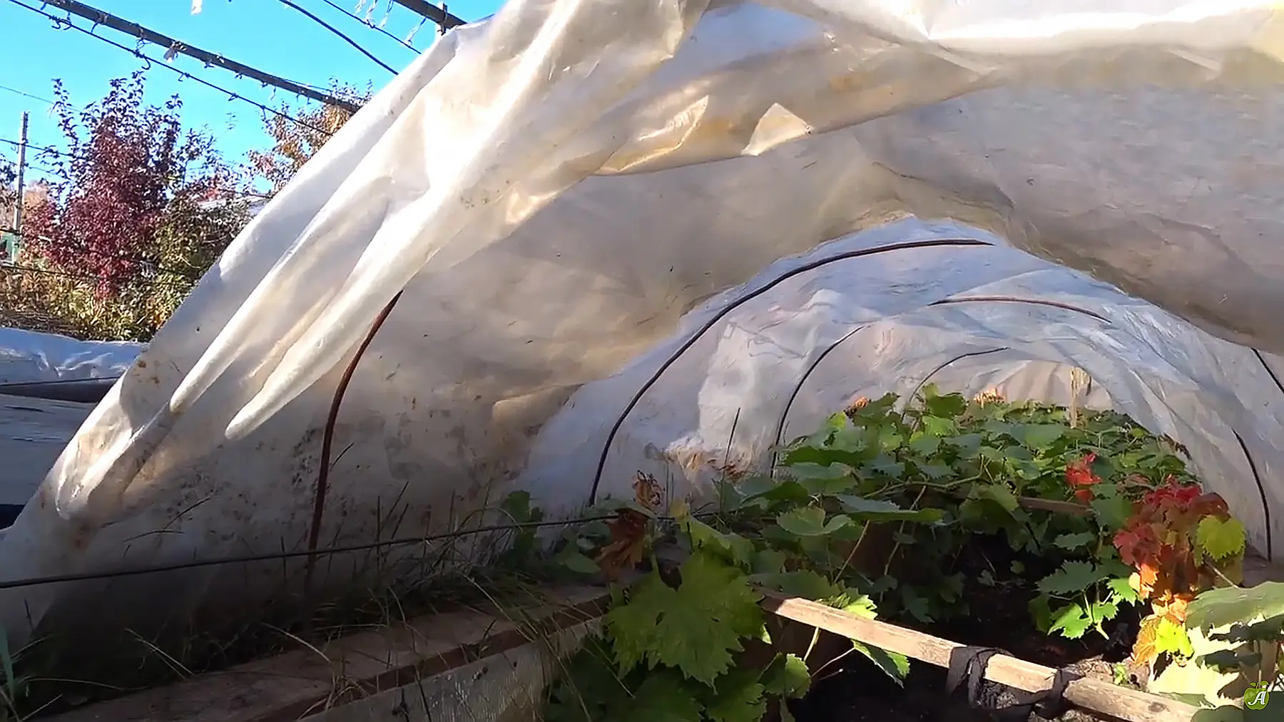 Укрытие на конструкции из парниковых дуг