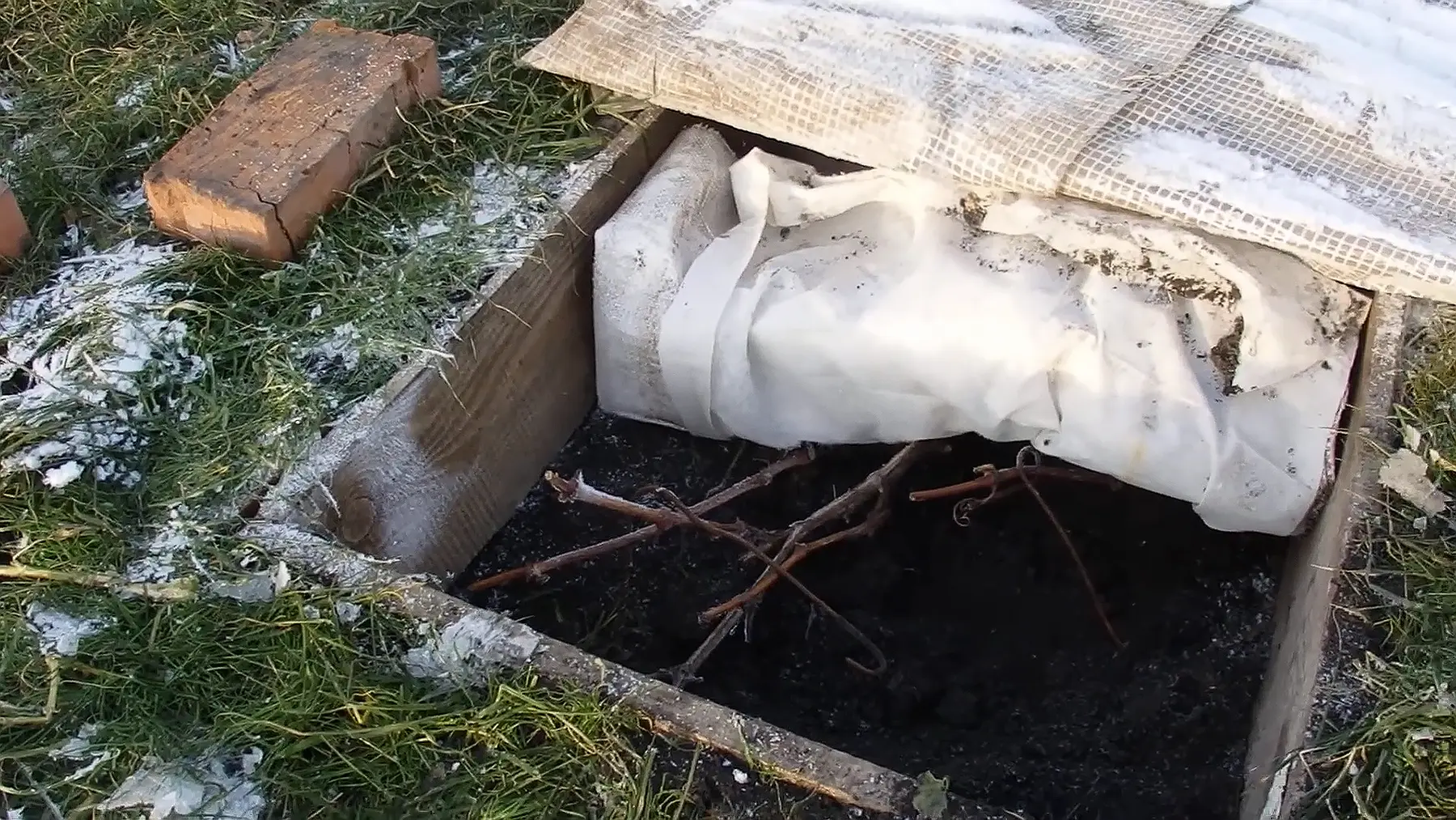 Укрытие винограда внутри траншеи