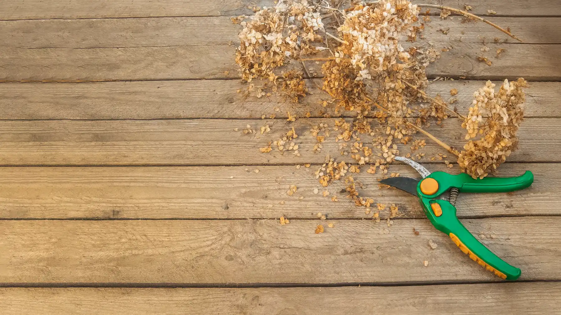 Схемы и инструкция по обрезке гортензии осенью