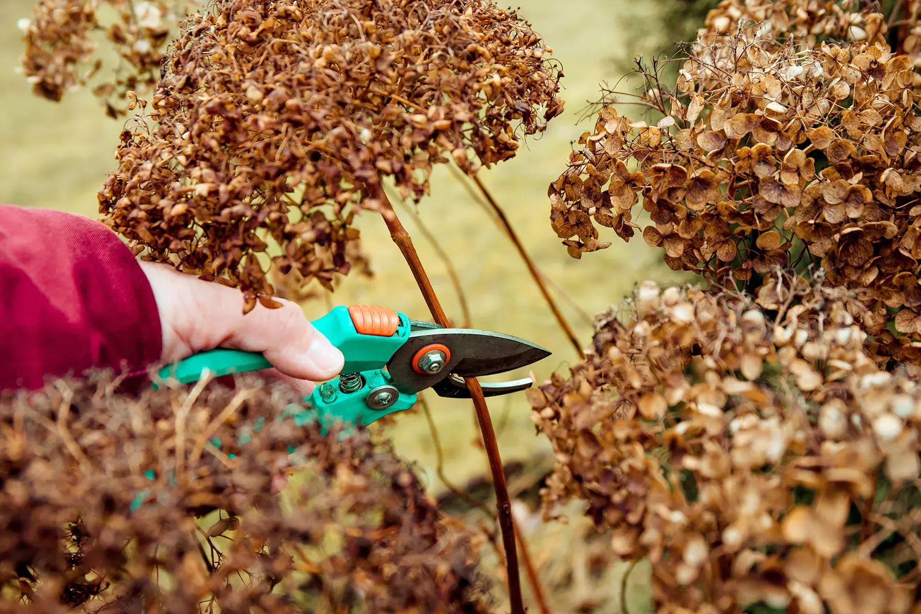 Осенняя обрезка сухих соцветий гортензии