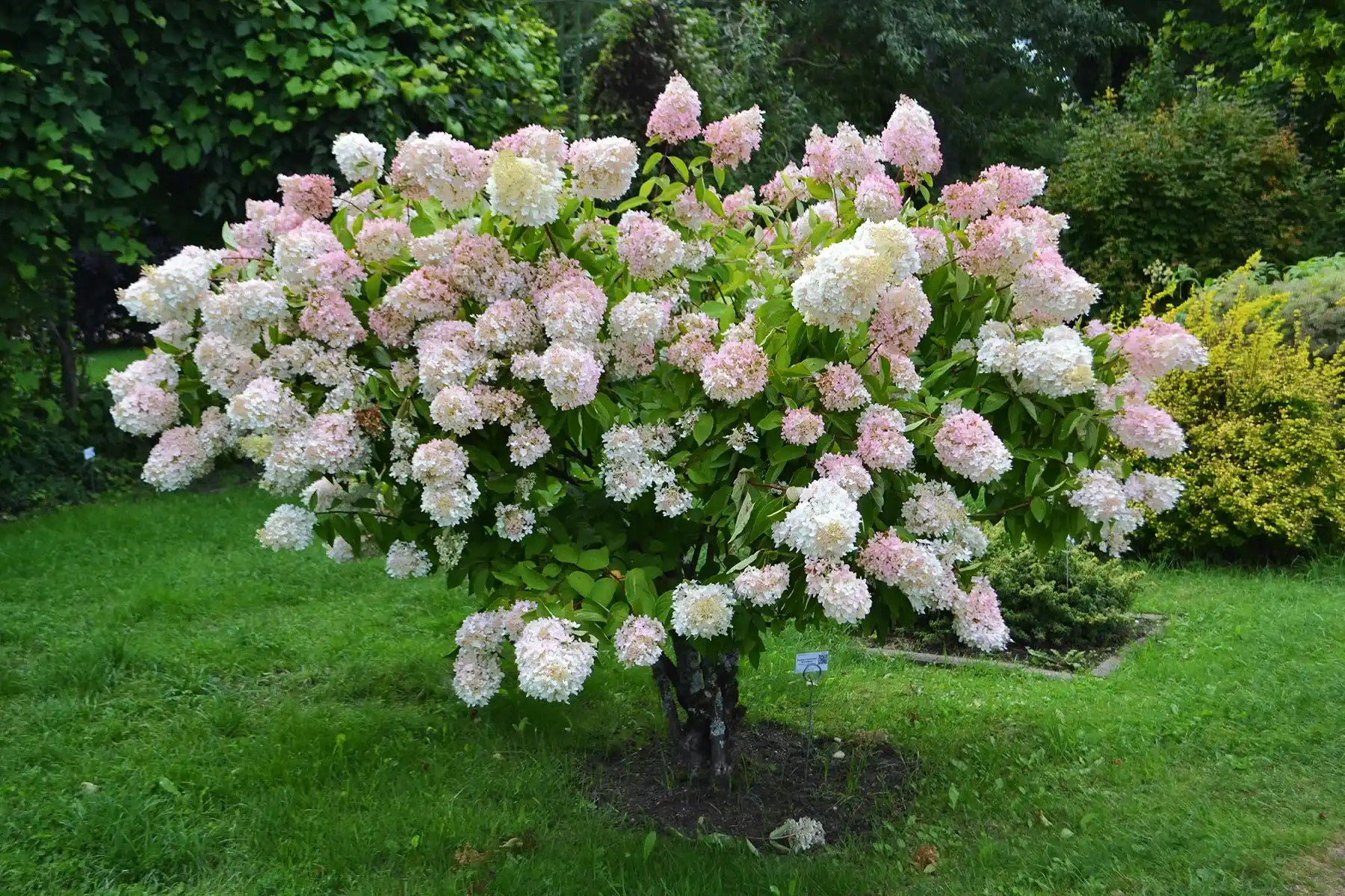 Метельчатая гортензия