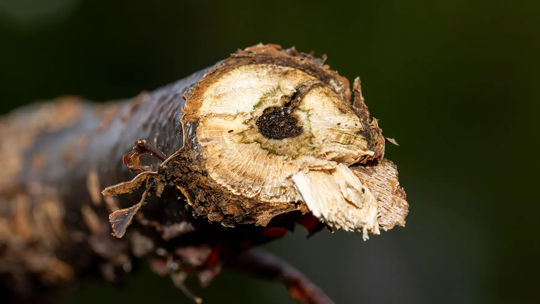 Ветка, зараженная стеклянницей