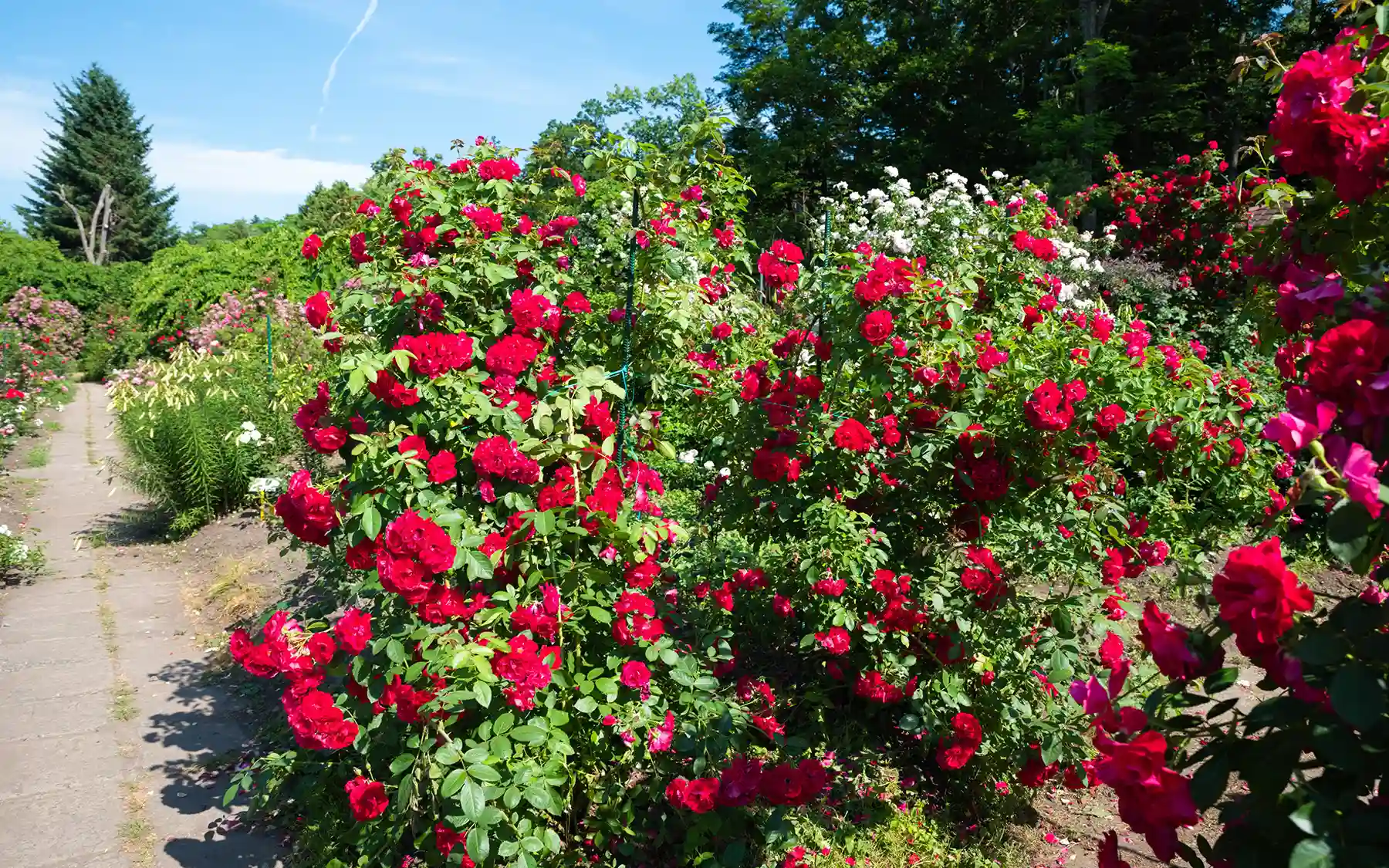 Крупноплетистая роза (клаймбер)