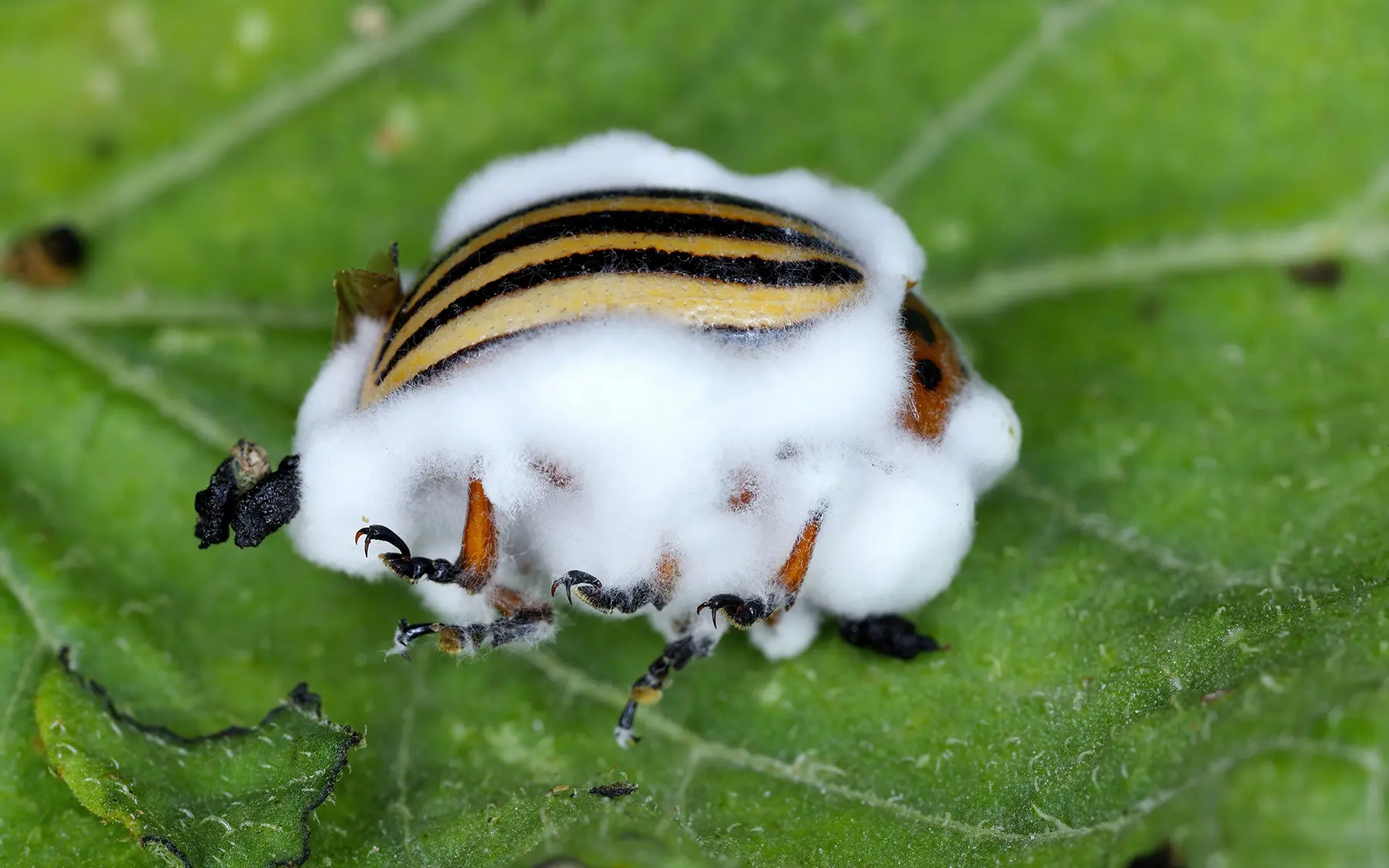 Боверия поразила колорадского жука