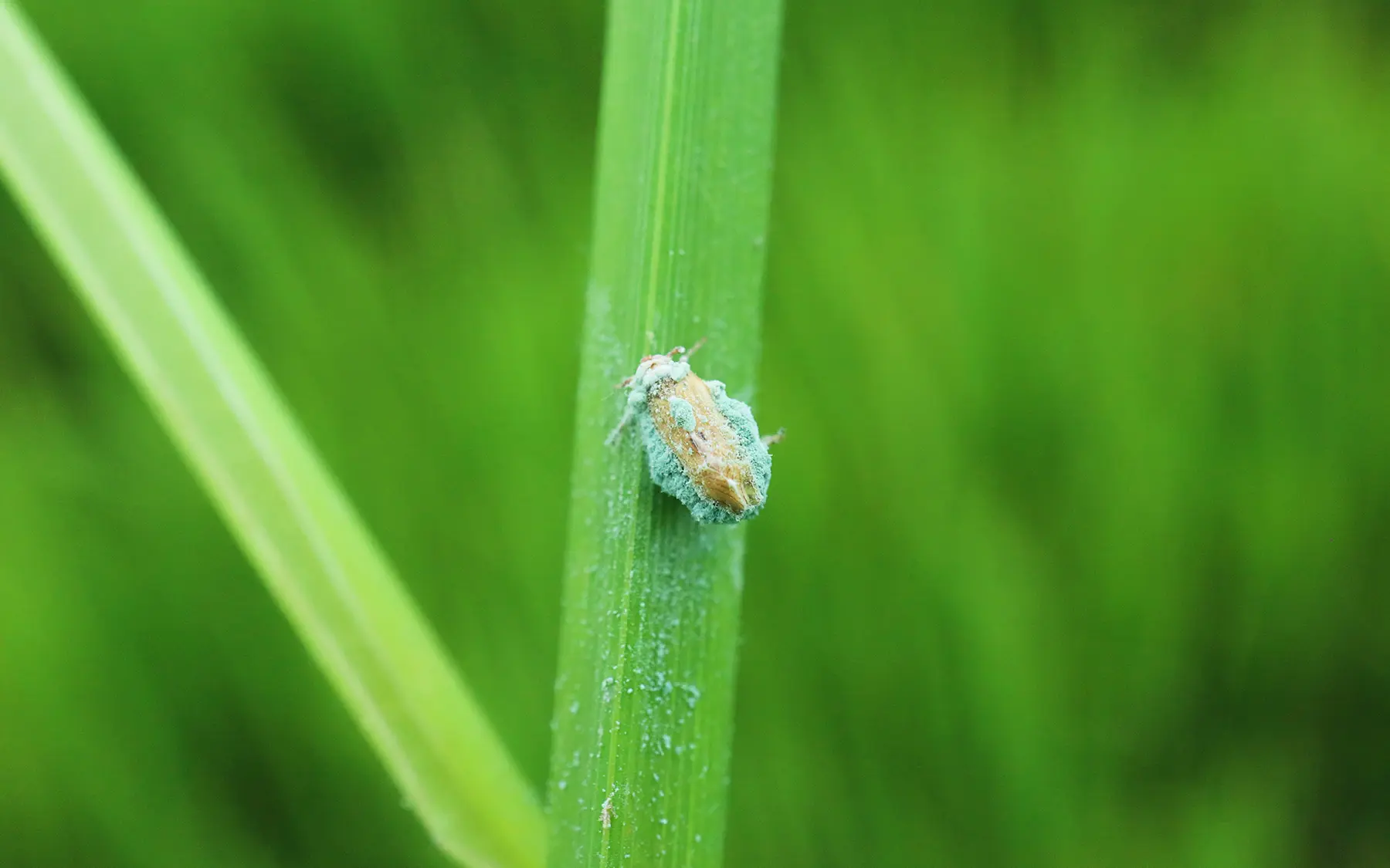 Бурая листовертка поражена метаризиумом