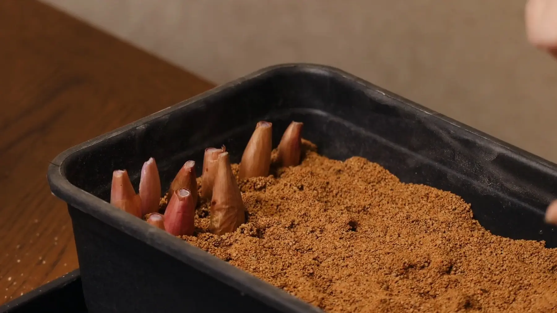 Диатомит для выгонки зелени