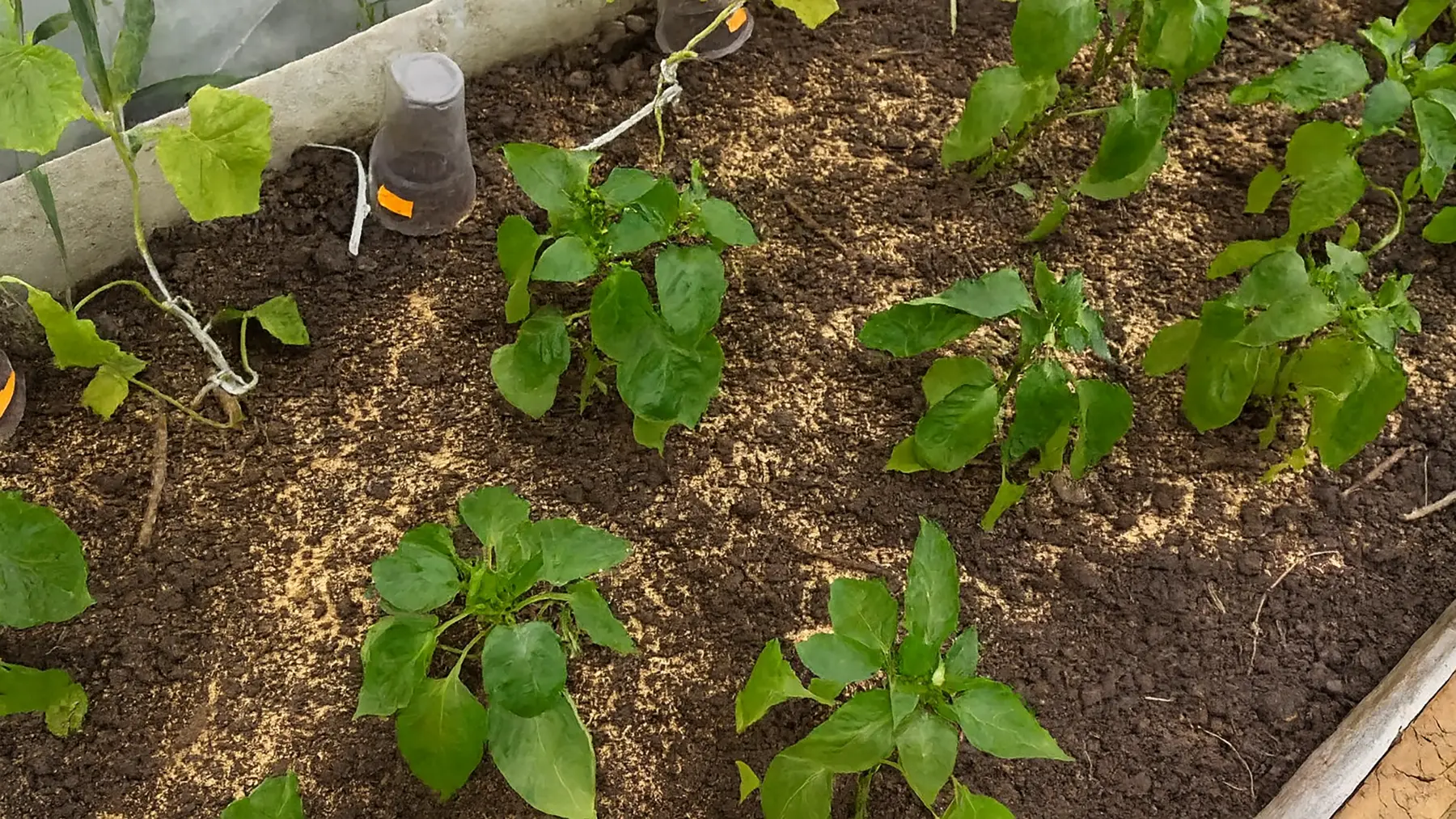 Диатомит в теплице