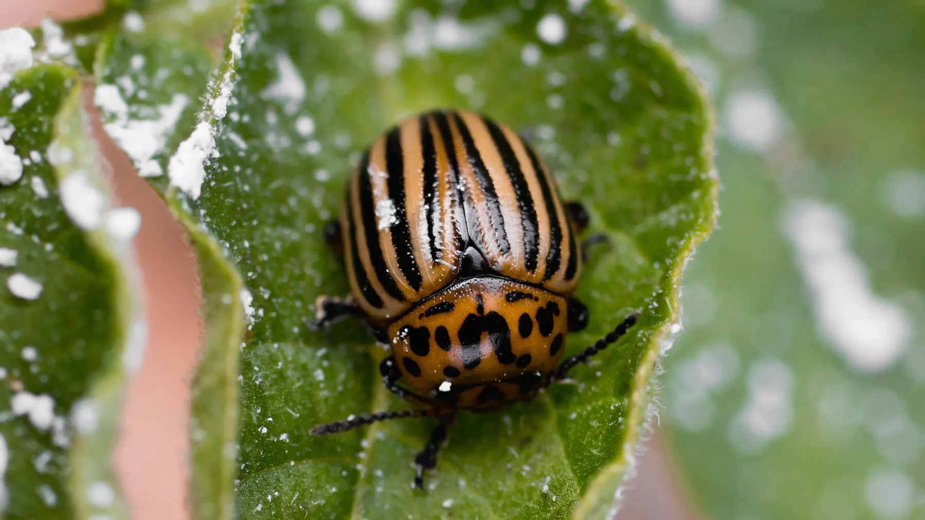 Диатомит против вредителей