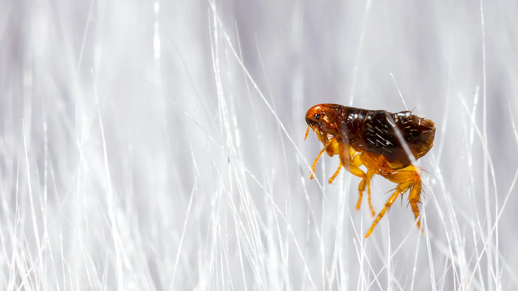 Как избавиться от блох в домашних условиях