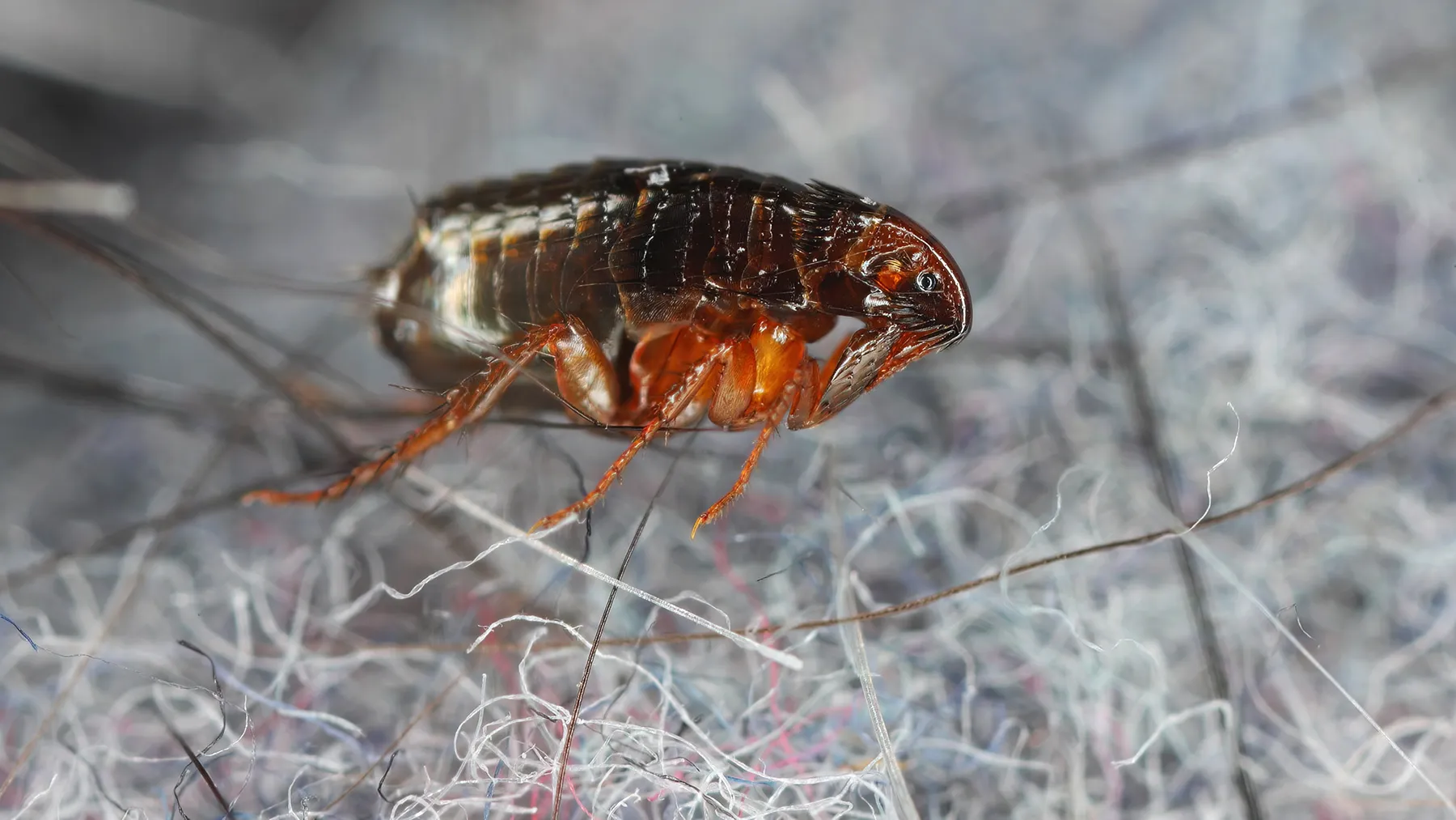 Кошачья блоха на ковре