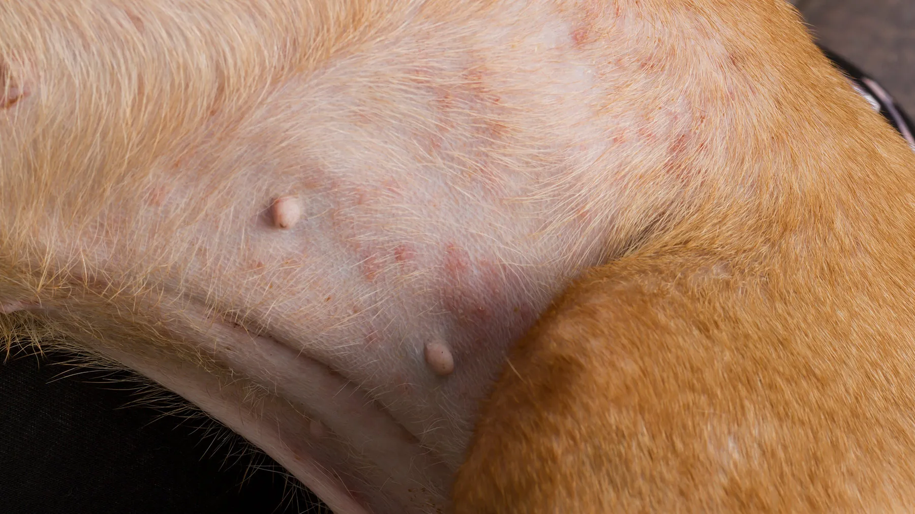 Блошиный дерматит у собаки