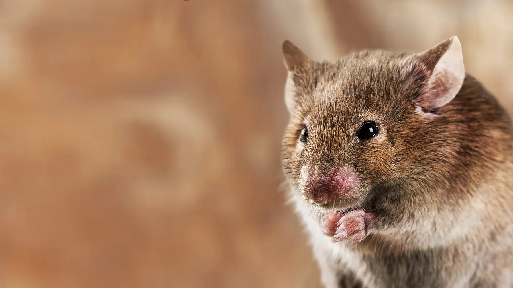 Как навсегда избавиться от мышей в доме и квартире