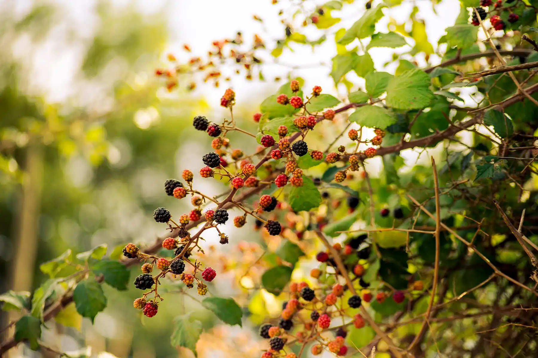 Ремонтантная ежевика