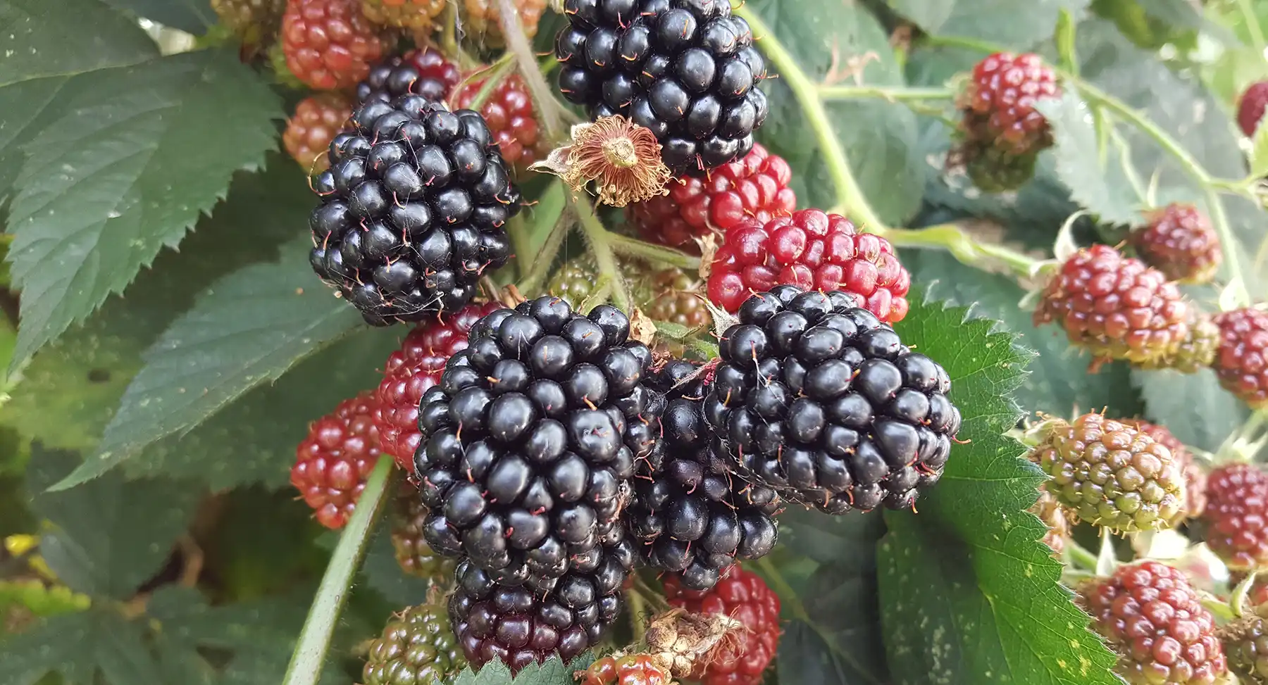 Бесшипная ежевика