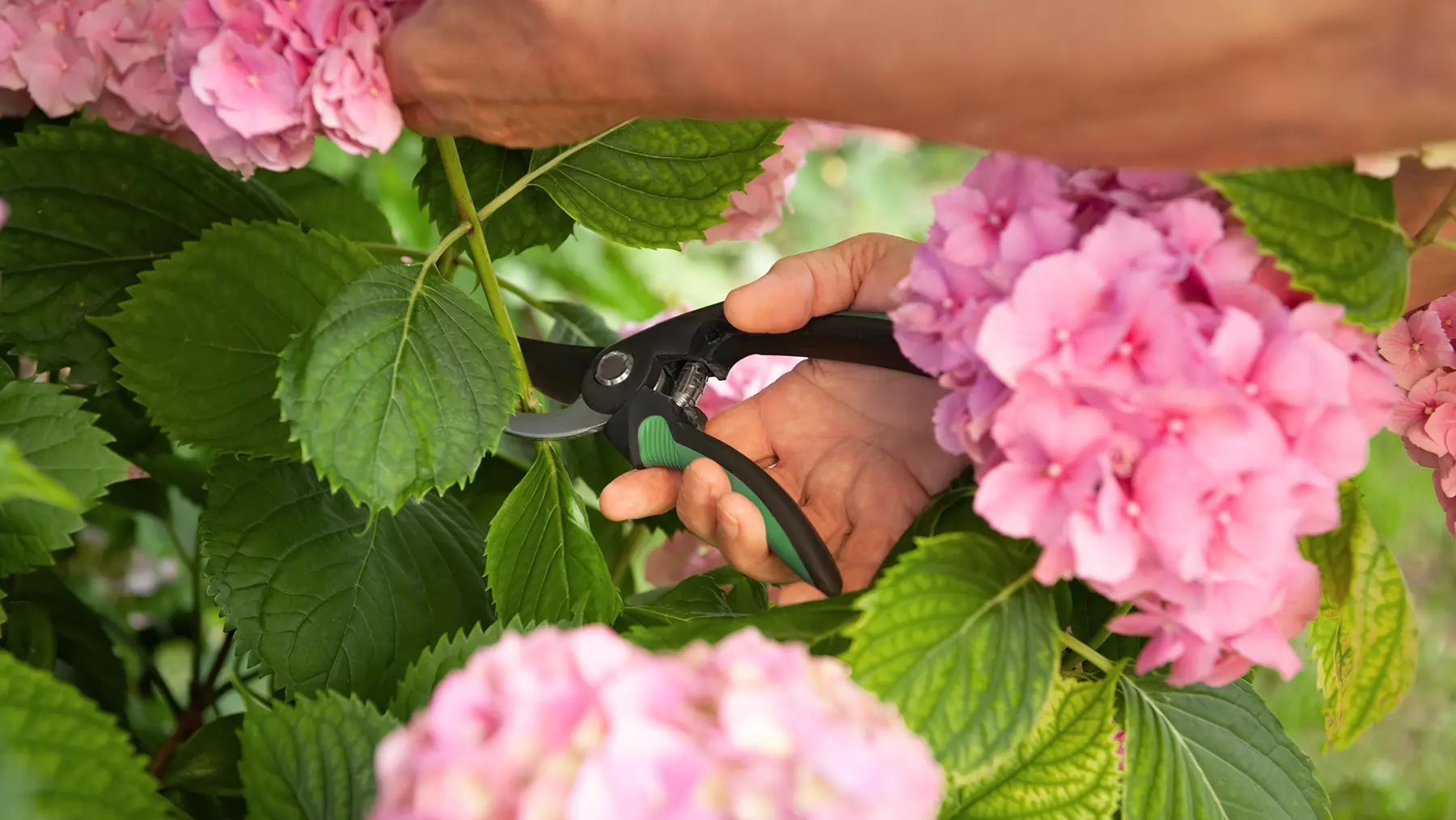 Зеленые невызревшие побеги гортензии.