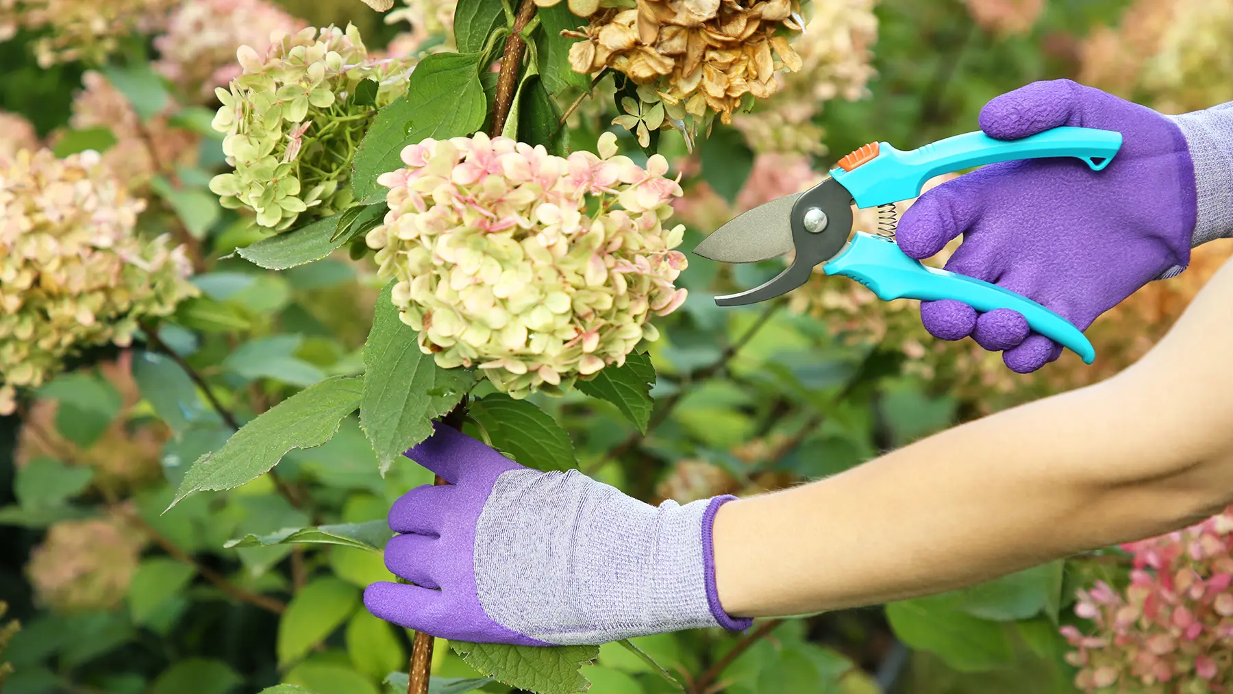 Вызревшие (одревесневшие) ветки гортензии.