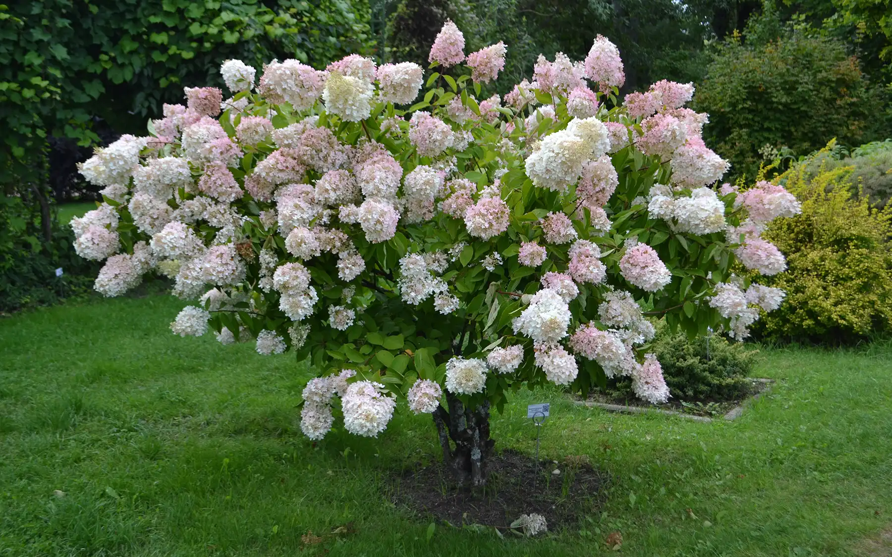 Метельчатая гортензия