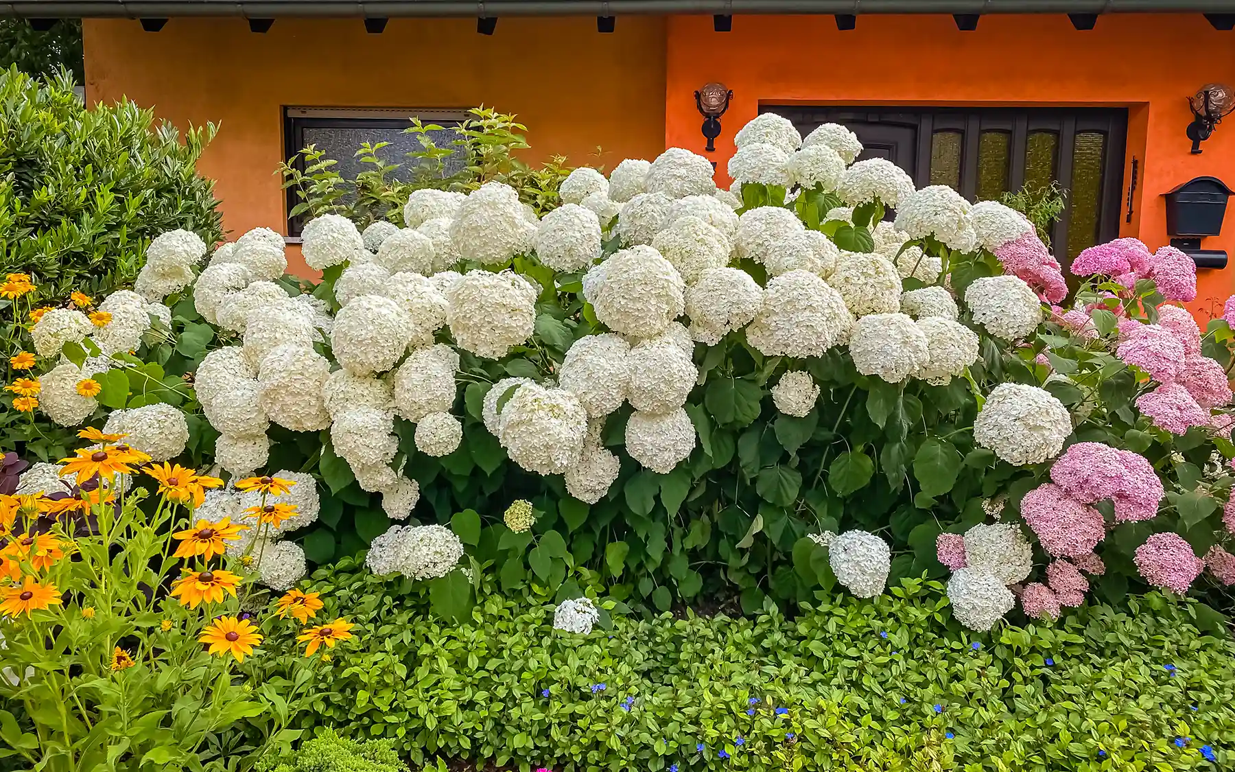 Древовидная гортензия