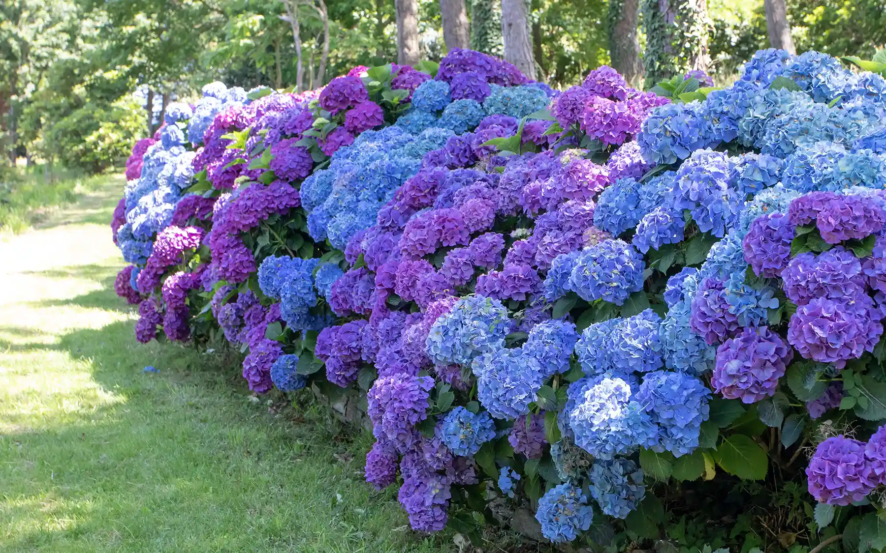 Крупнолистная гортензия