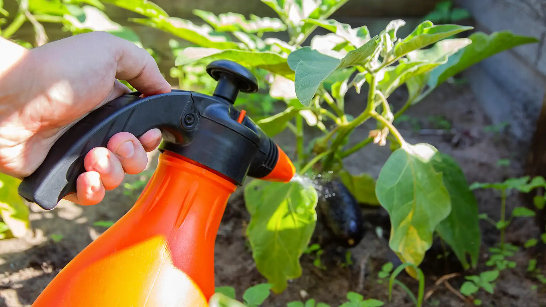 Опрыскивание растений калийными удобрениями