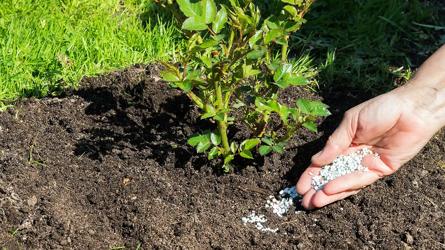 Внесение калийных удобрений в виде гранул