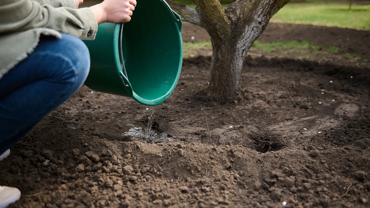 Полив калийным раствором по краю приствольного круга