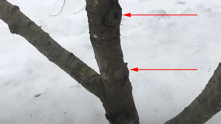 Наросты в виде валиков на стволе вишни после обрезки крупных ветвей