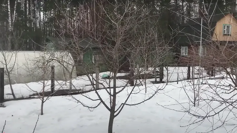 Взрослая древовидная вишня